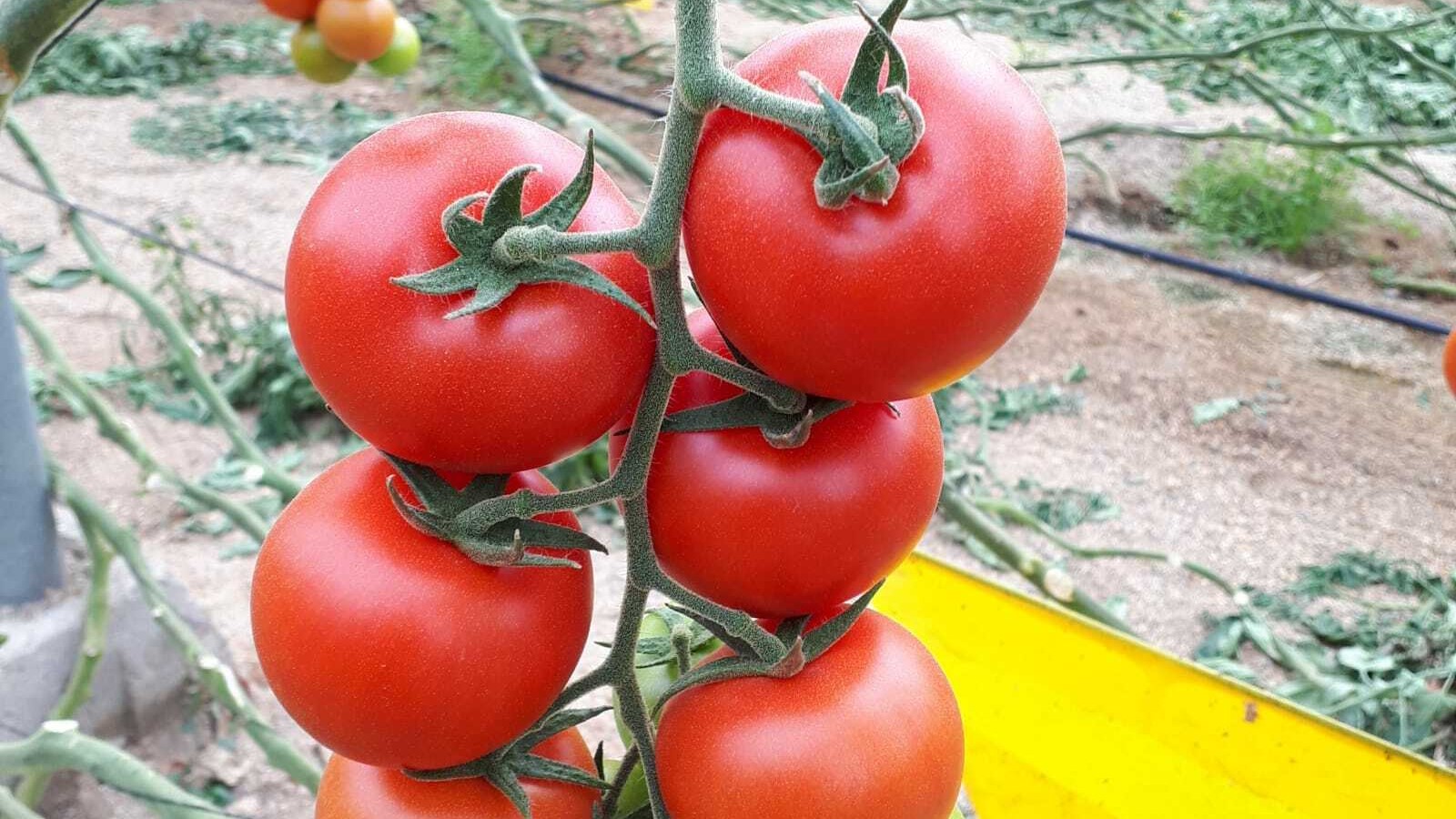 Помидоры грузины. Сладкие красные томаты одинакового размера.